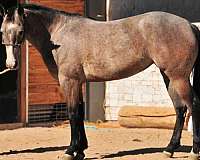 15-hand-azteca-filly