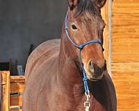 cross-trail-broodmare