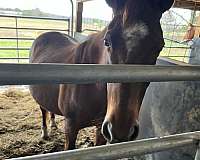 red-roan-barrel-barrel-racing-horse