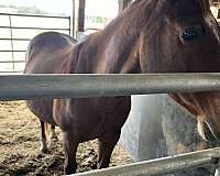 aqha-quarter-horse