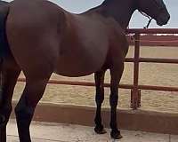 dressage-andalusian-horse