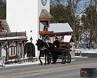 foundation-morgan-percheron-horse