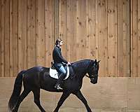 black-beginner-horse