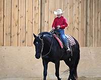 black-dressage-horse