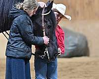 black-equitation-horse