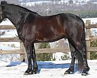 black-field-hunter-horse