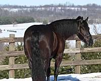 black-trail-riding-horse