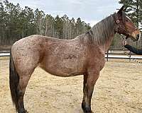 capable-draft-horse