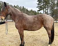 collected-draft-horse