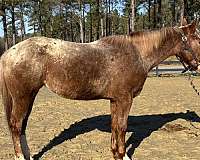 all-ages-appaloosa-horse