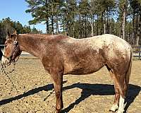 collected-appaloosa-horse