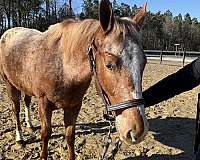 for-all-ages-appaloosa-horse