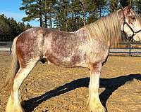 backs-clydesdale-horse