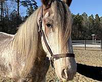 broke-to-drive-clydesdale-horse