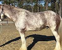 canter-clydesdale-horse