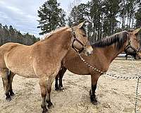 arena-fjord-horse