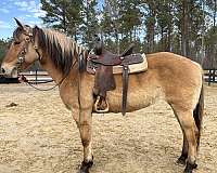 broke-to-ride-fjord-horse