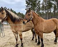 advanced-beginner-fjord-horse