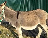 grey-stallion-donkey