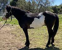 draft-horse-for-sale