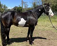 draft-horse