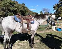 appaloosa-gelding