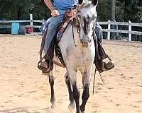 appaloosa-horse-for-sale