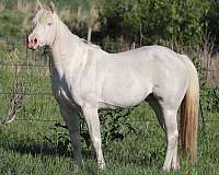 allbreedpedigree-stallion