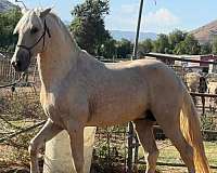 andalusian-colt