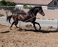 andalusian-stallion