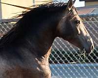 andalusian-horse-for-sale