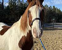 spooky-draft-horse