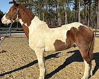 under-saddle-draft-horse