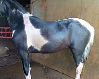 tennessee-walking-horse-for-sale