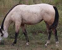 aqha-stallion-filly