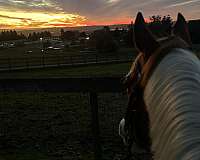 dressage-paint-horse