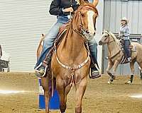 quarter-horse-for-sale