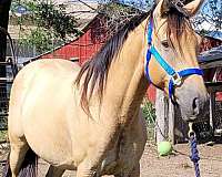 tiger-stripped-legs-white-stockings-horse