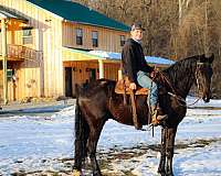 all-around-friesian-horse