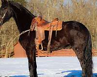 athletic-friesian-horse