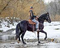 draft-friesian-horse