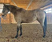 buckskin-dressage-hunter-horse