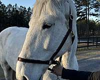 anyone-percheron-horse