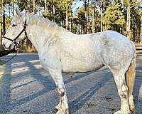 easy-going-percheron-horse