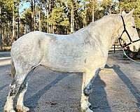 roads-percheron-horse