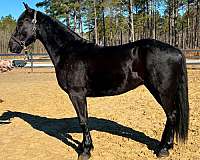 can-go-any-direction-friesian-horse