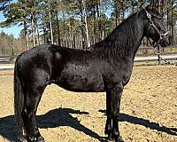 morgan-gelding-friesian-horse