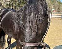 sharp-friesian-horse