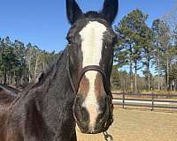 good-manners-percheron-horse