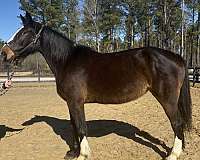 lope-percheron-horse